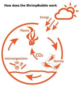shrimp bubble